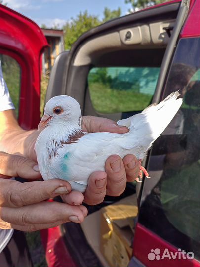 Голуби разных пород
