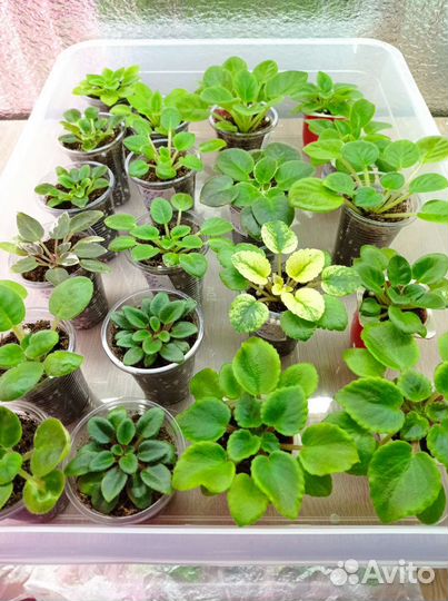 Фиалка(сенполия). Детки мини