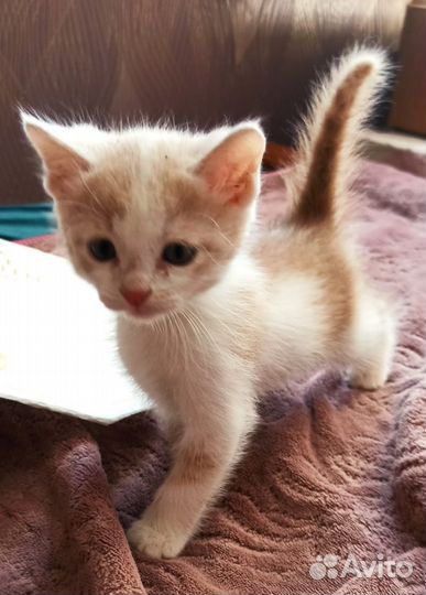 Бесплатно котёнок