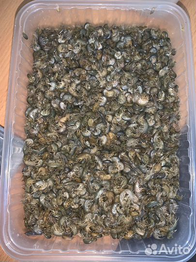 Мормыш, Гаммарус, Бокоплав свежемороженный