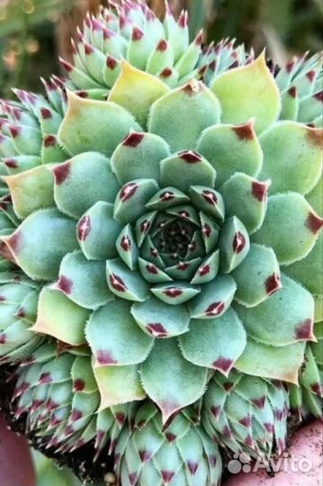 Вечно живое