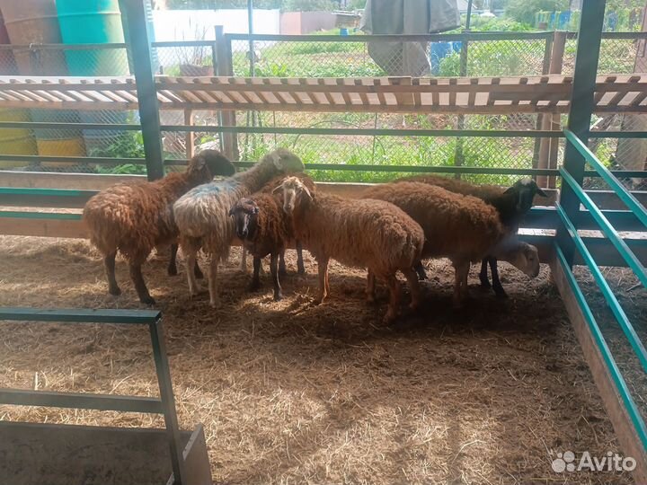 Овцы бараны ягнята