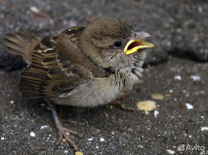 Выхаживание птенца