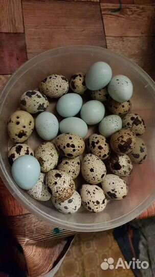 Перепела, столовые и инкубационные яйца