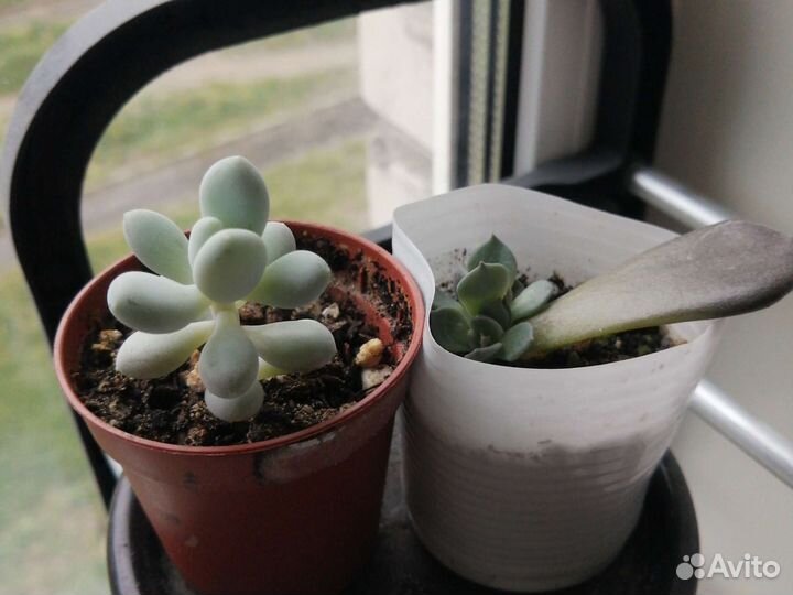 Эхиверия. Суккуленты