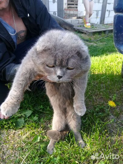 Котята в добрые руки бесплатно