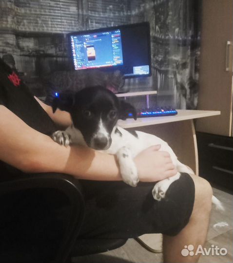 Щенок в добрые руки