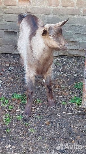 Козел, коза