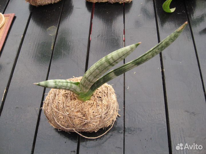 Коллекционные и малоизвестные суккуленты