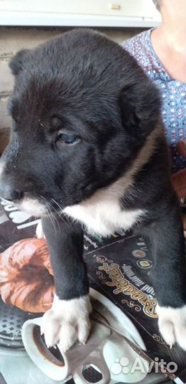 Щенки алабая