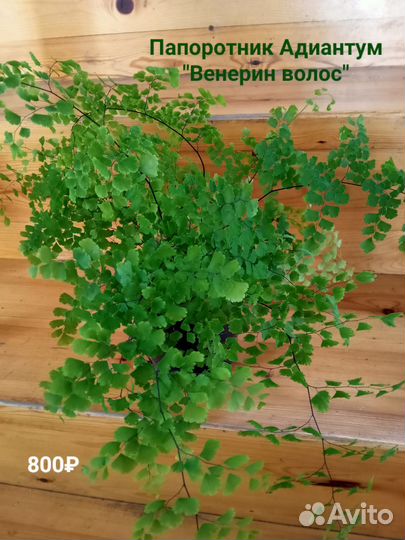 Папоротник - нефролепис