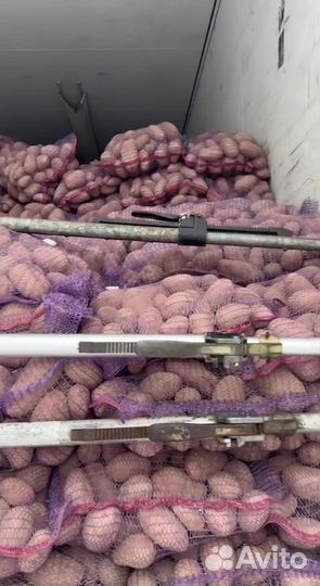 Картофель Оптом Лабелла 5+ 2 сорт Нижний Новгород