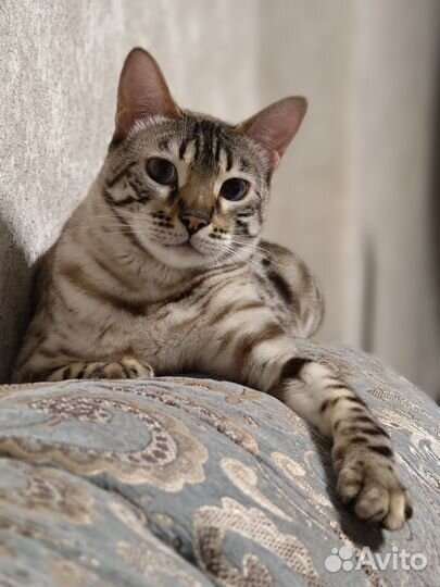 Бенгальская кошка