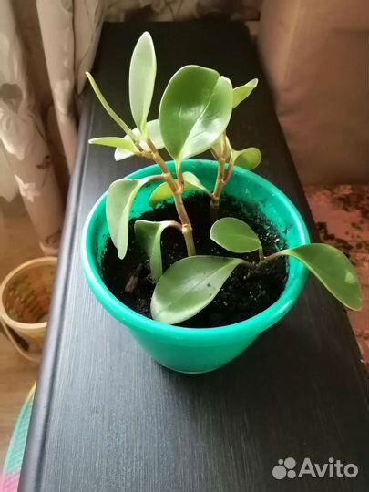 Пеперомия туполистная