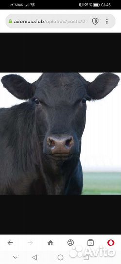 Корова дойная