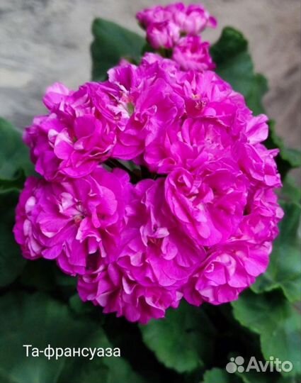 Пеларгония герань