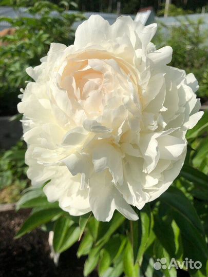 Пион белый Сорт бульданеж