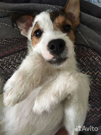 Парсон рассел терьер вязка