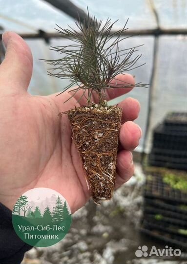 Зкс и окс Сосна Ель Лиственница сеянцы Голуб горн