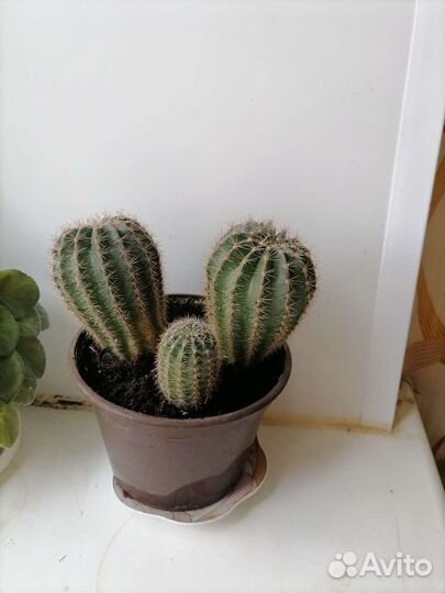 Кактуси денежное деревце
