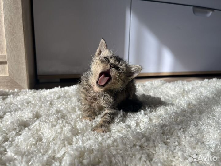 Котята 3 месяца