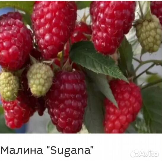 Ремонтантная малина