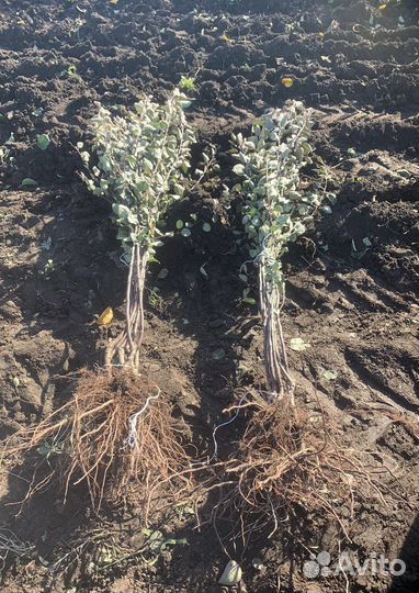 Саженцы яблони ред кетти