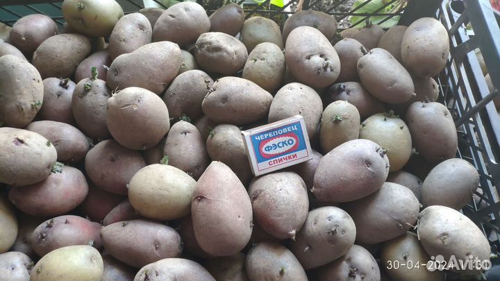 Картофель на посадку