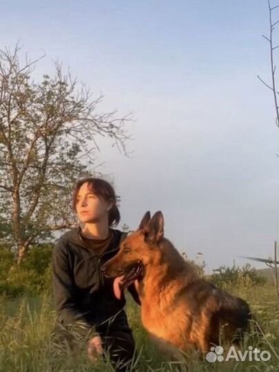 Передержка кошек, собак, грызунов и птиц