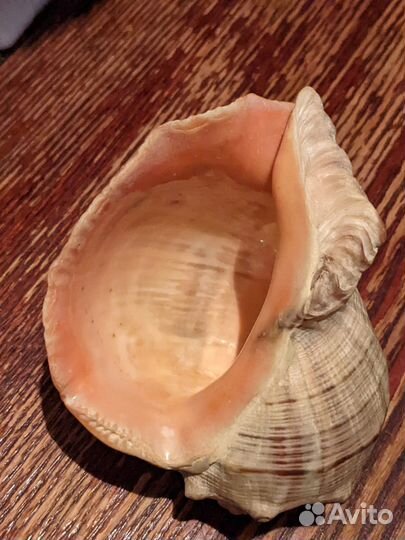 Ракушки морские (рапан)