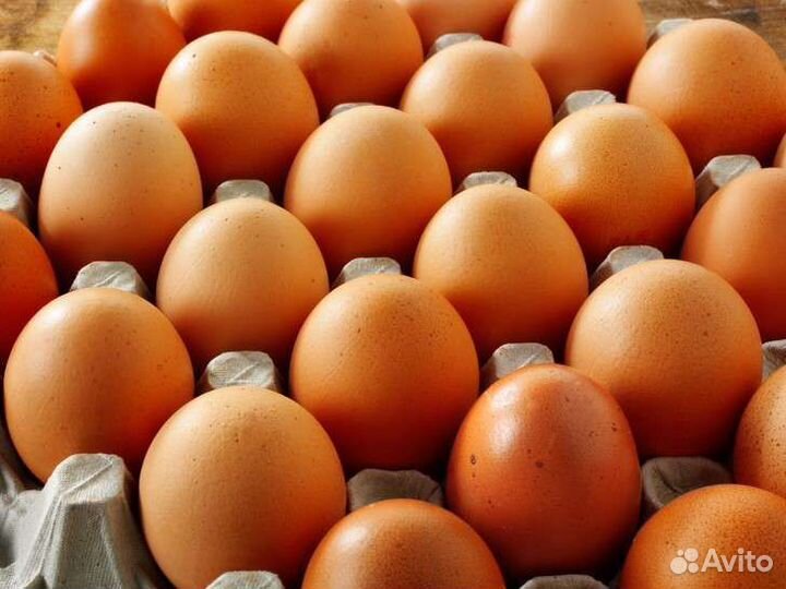 Домашние куриные яйца