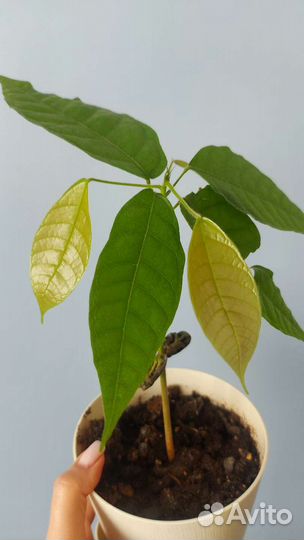 Саженцы какао-дерева (Венесуэла, криолло)