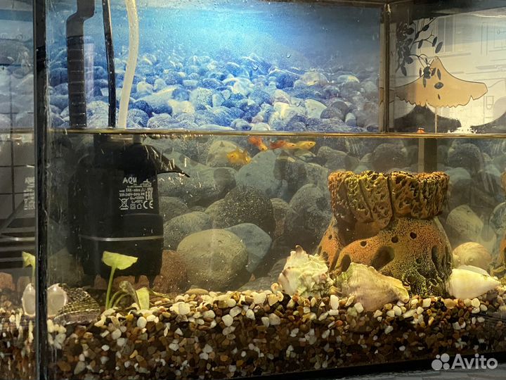 Аквариум 15 л. с рыбами/водорослями/декором