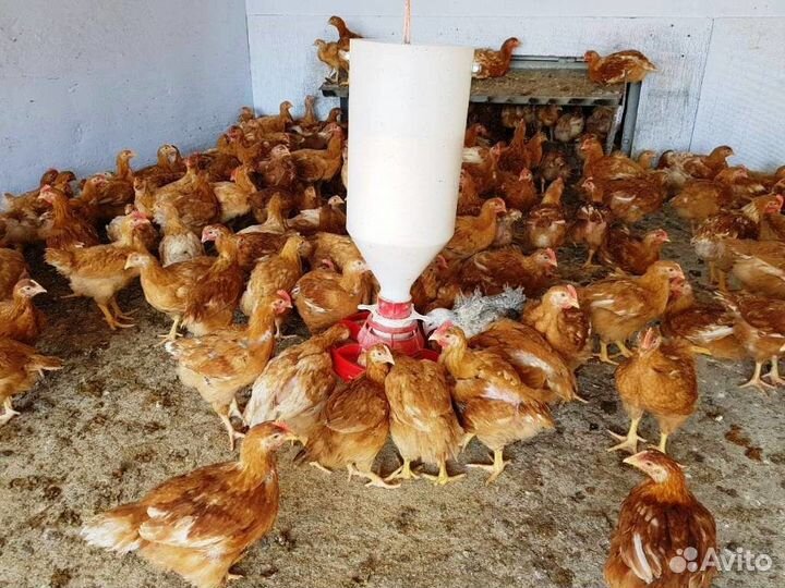 Куры хайсекс Браун