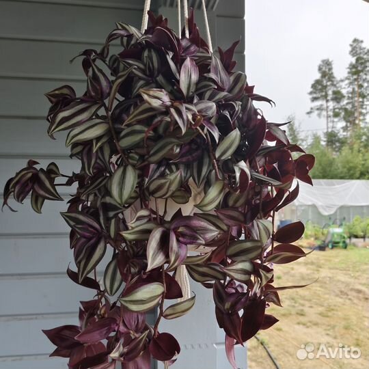 Традесканция, каллизия в кашпо