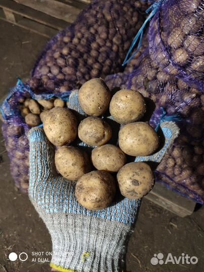 Картофель на корм скоту