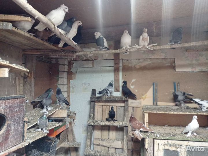Продам голубей