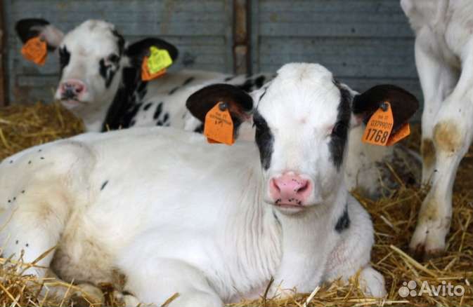 Бычки для откорма