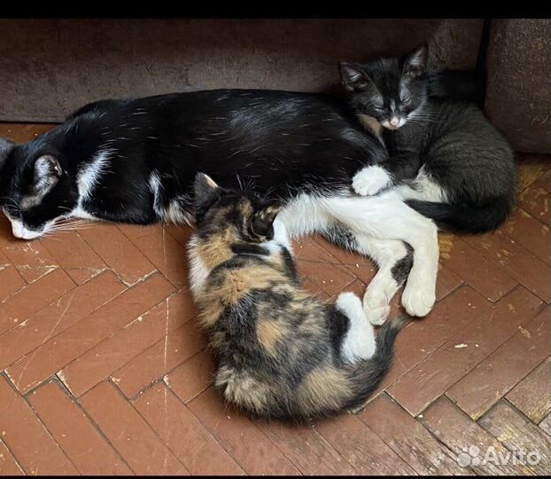 Спасите котят