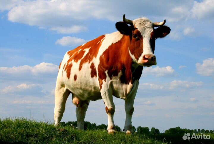 Продаю коров, телят