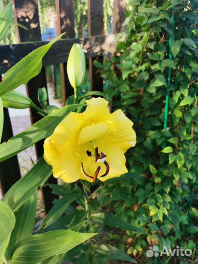 Многолетние цветы