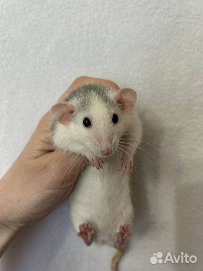 Крысята 2 девочки Голубые хаски