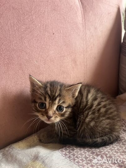 Котята от вислоухой мамы