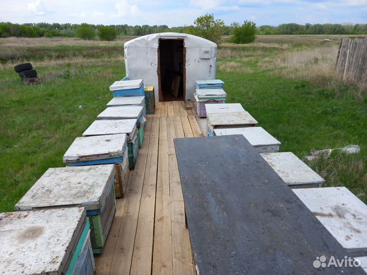 Пасека с с пчелами