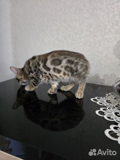 Бенгальские котята, мальчик и девочка