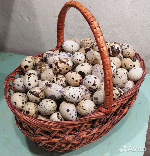 Перепелиное яйцо в розницу, Оптом цена договорная