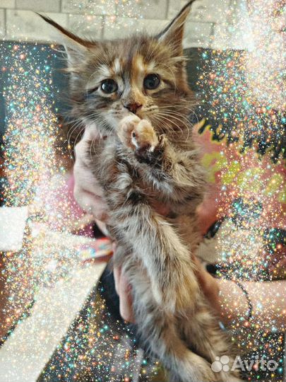 Котята мейн-кун