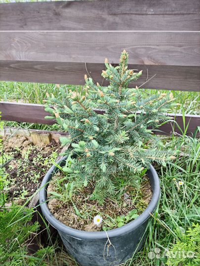 Ель колючая