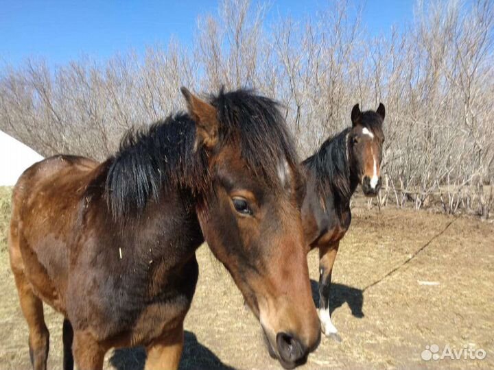 2 кобылы