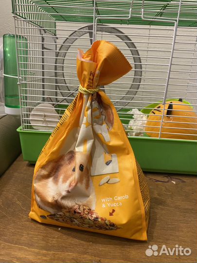 Сирийский хомяк